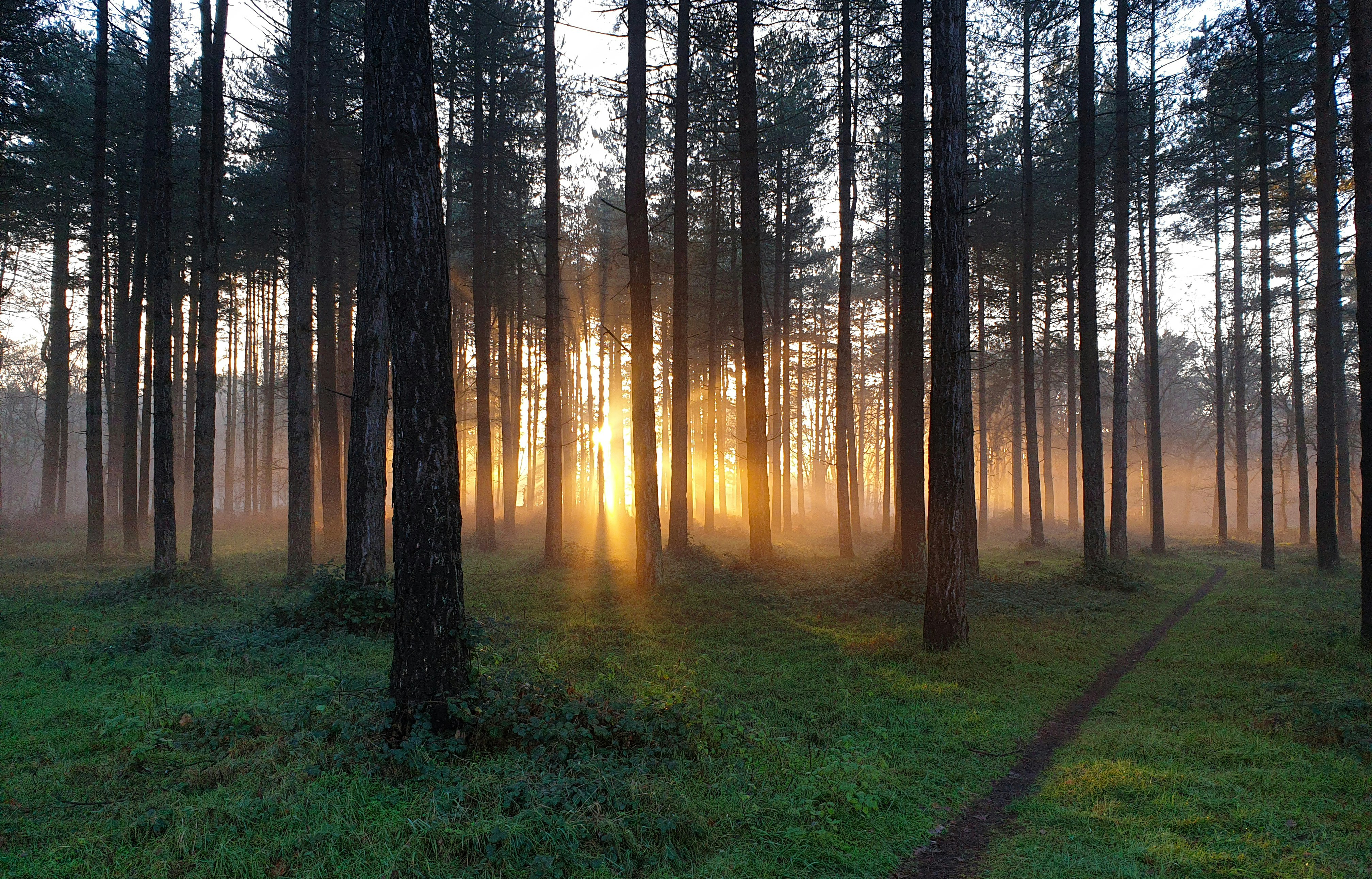 Trees with the sun shining through them