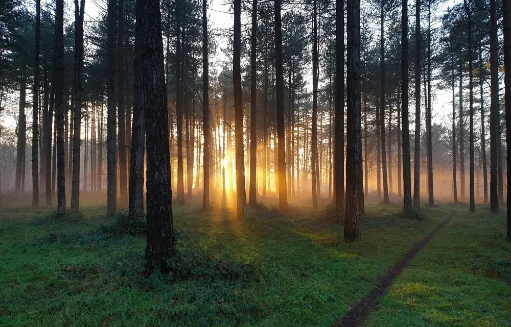 Trees with the sun shining through them