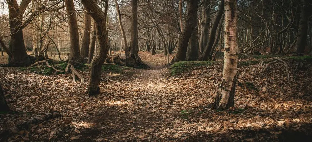 A quiet woodland in autumn / winter