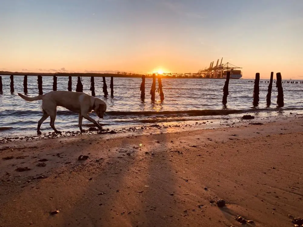 Sunset view of the beach at Shotley peninsula with a labrador playing in the sand
