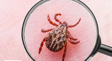 Tick under a microscope