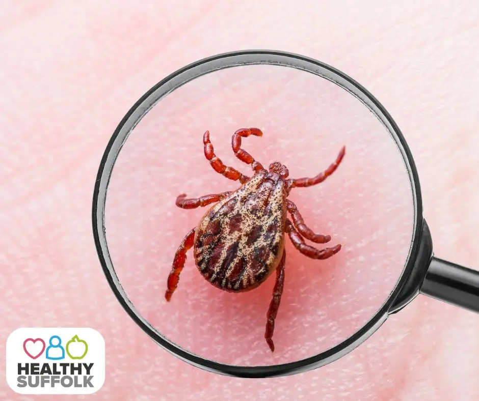 Tick under a microscope